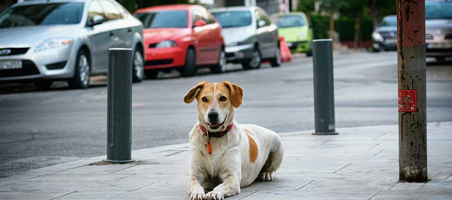 parking psaces Boston MA pet apartments